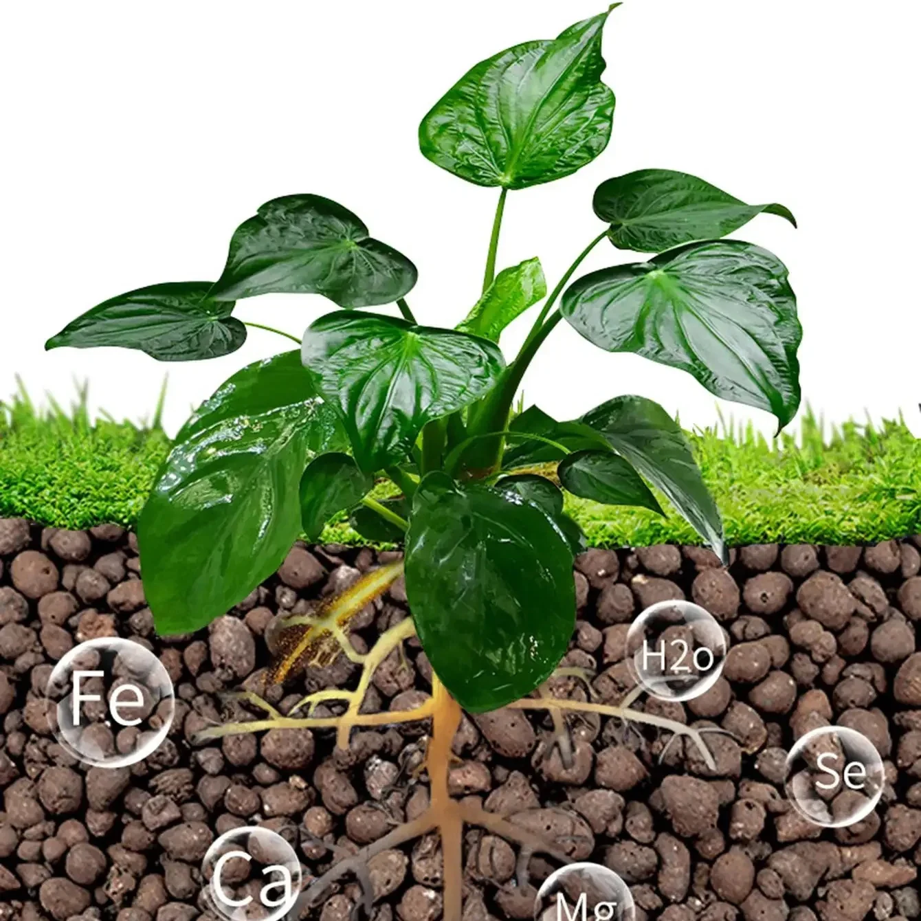 ลูกบอลเลกา 500 กรัม/แพ็ค สำหรั - Clay Pebble Growing บทวิจารณ์และราคา