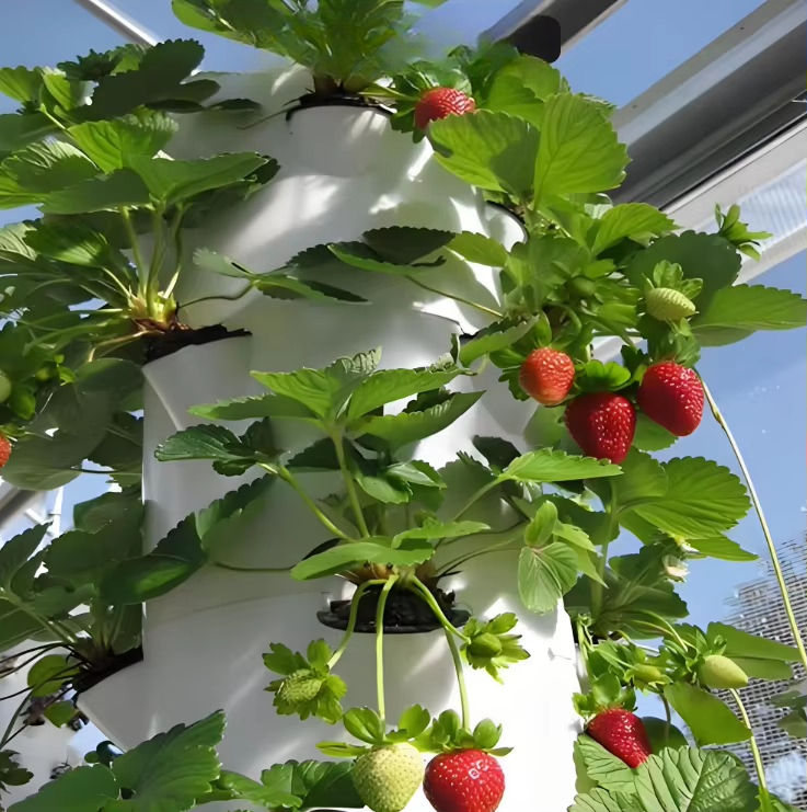 ระบบปลูกพืชแบบไฮโดรโปนิกส์แบบโ - Urban Farming Hydroponics บทวิจารณ์และราคา
